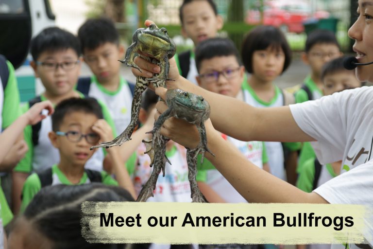https://club.pnkids.com.sg/wp-content/uploads/2020/03/jurong-frog-farm-singapore-4.jpg